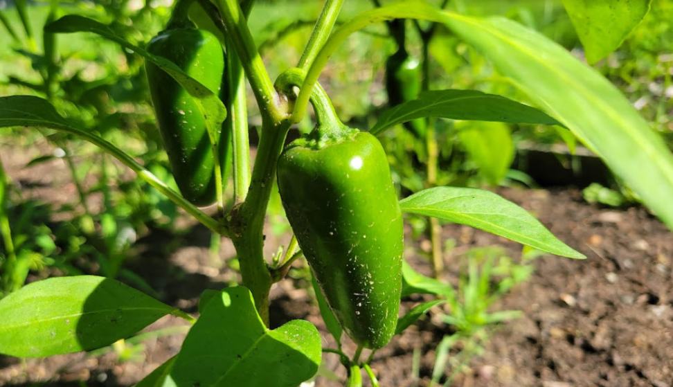 Jalapeno pepper close-up