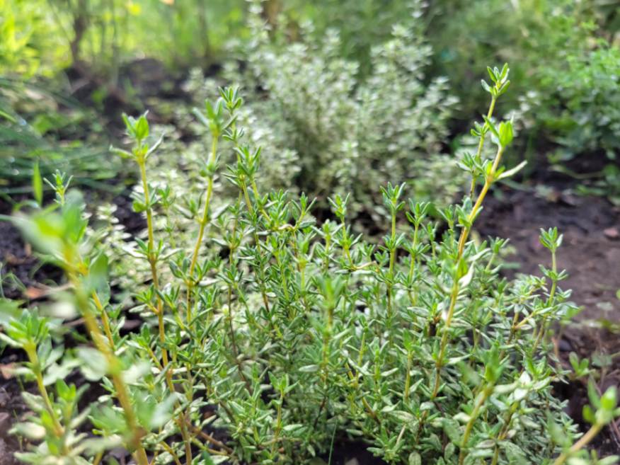 Thyme herb garden - companion planting with thyme