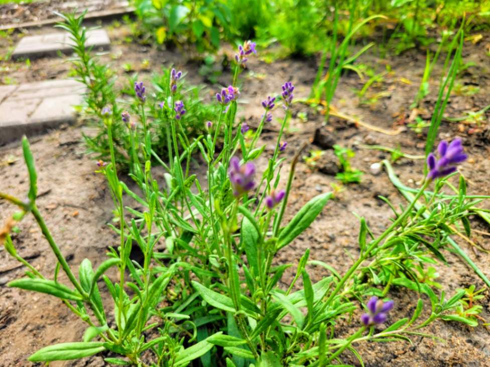 Lavender varieties