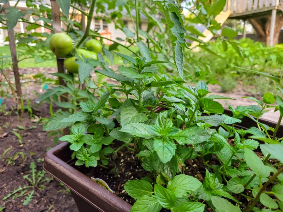 Mint Companion Planting