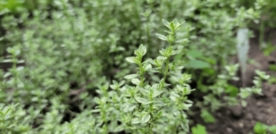 Silver thyme close up