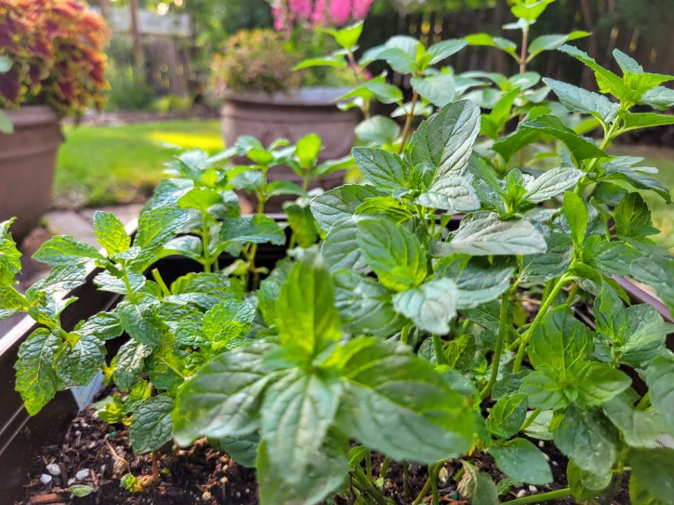 Mint closeup in container