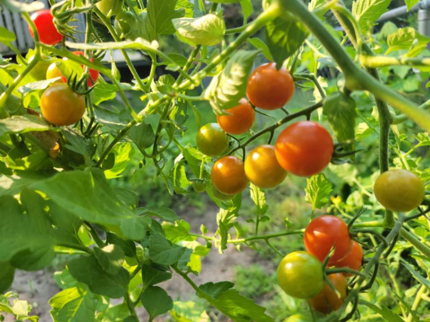 Tomato companion planting