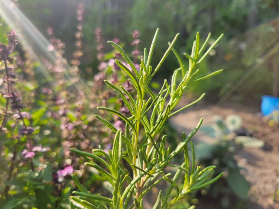 Rosemary sunlit from behind