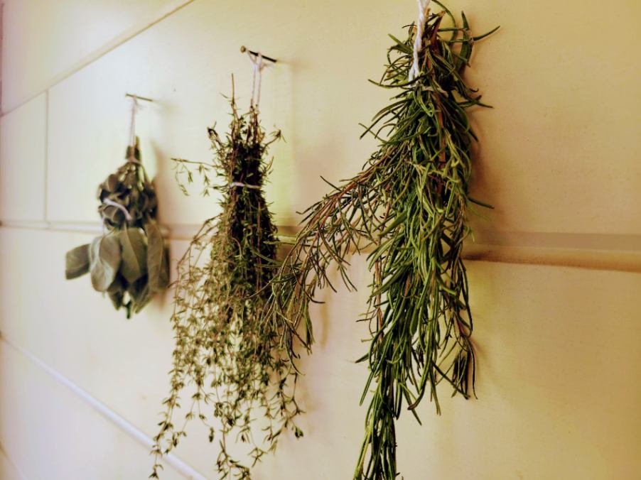 Hardy woody herbs hanging to dry
