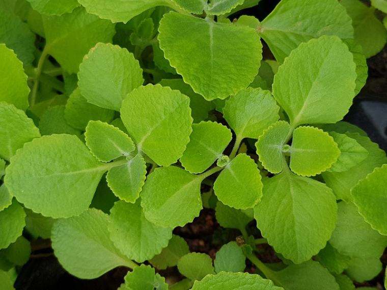 Cuban oregano