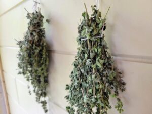 Harvesting and drying oregano bundles