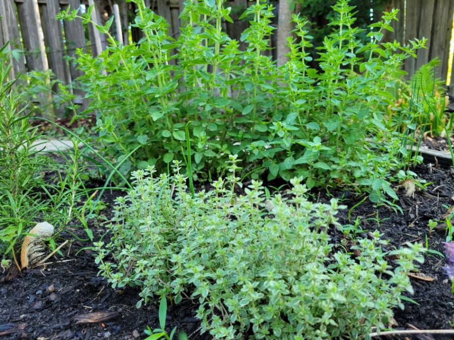 oregano and thyme - herb garden companions