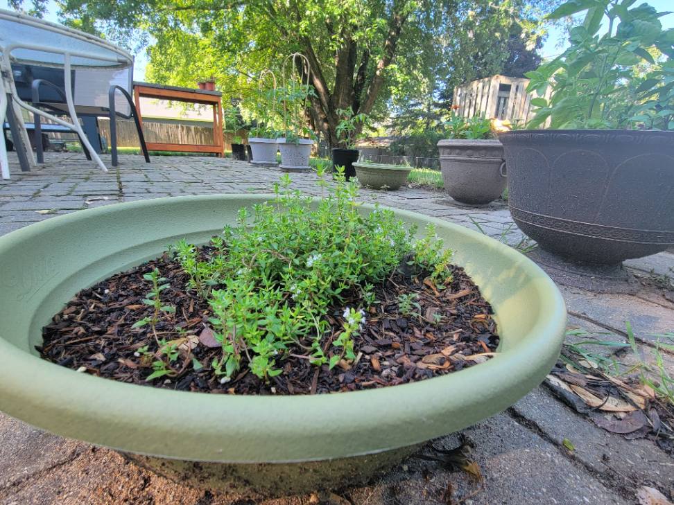planting thyme in pots - container planting