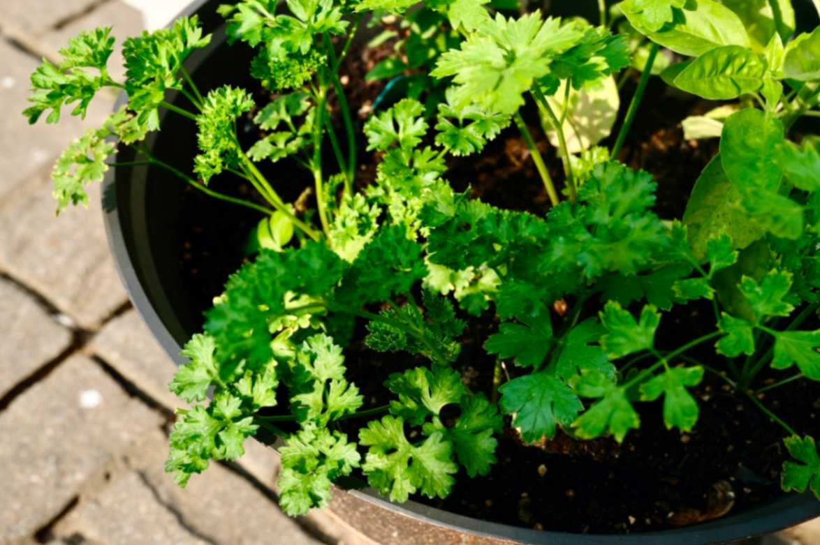 parsley companion planting