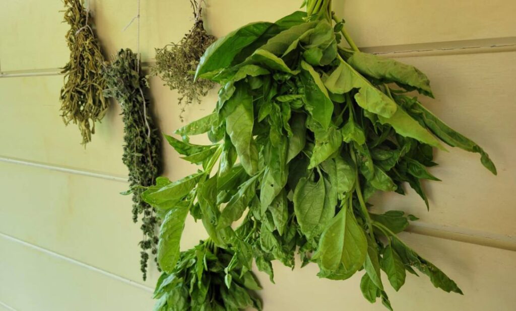 Air Drying Basil