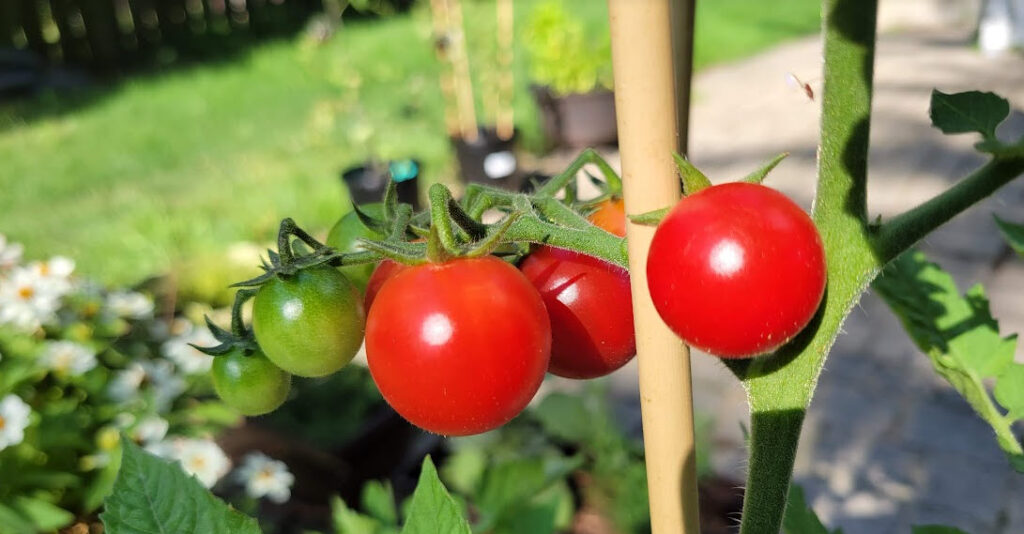 Cherry tomatoes - close-up