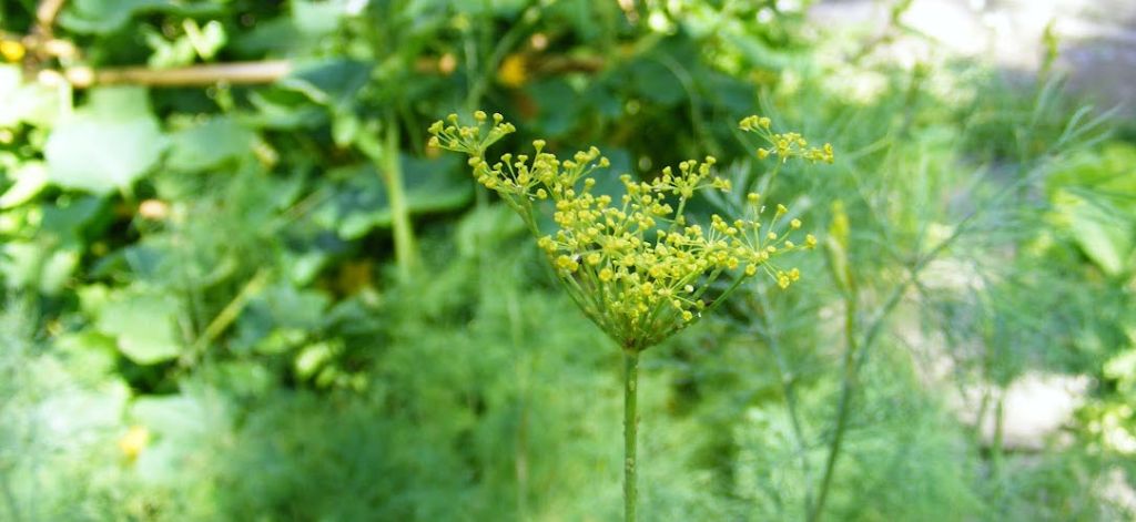 Aphids on dill head in garden