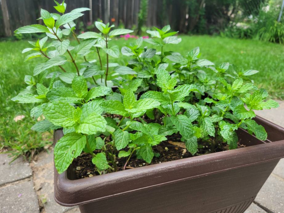 Growing Mint in Containers