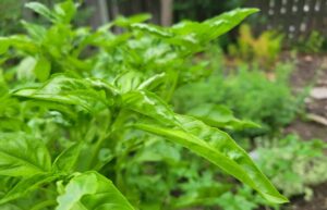 Basil in the garden