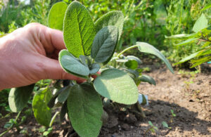 Harvesting Sage - closeup