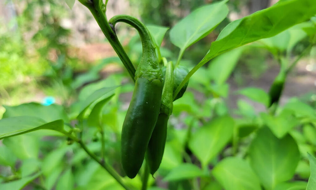 Peppers - close-up