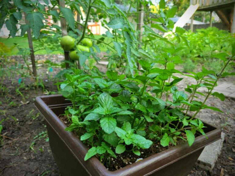 Mint Companion Planting