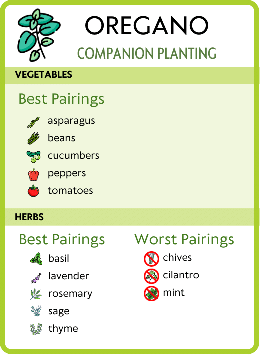 Oregano companion planting chart - best and worst pairings