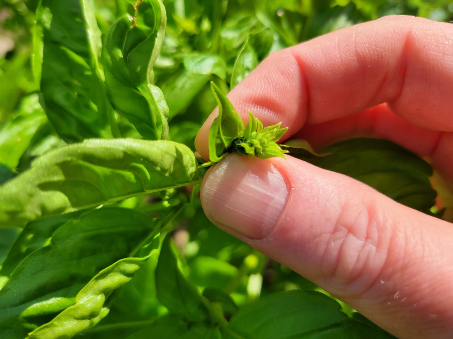 Harvesting Basil with Care Preserving Aromatic Goodness