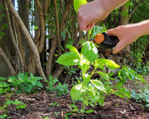 Prune no more than one third of basil plant at once