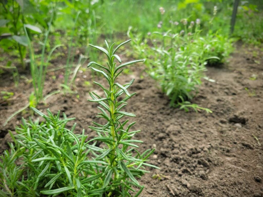 Rosemary Companion Planting: Effortless Garden Pairings