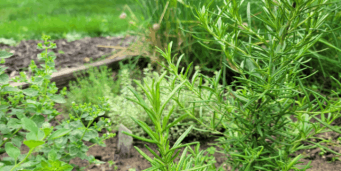 Rosemary and oregano - companion planting