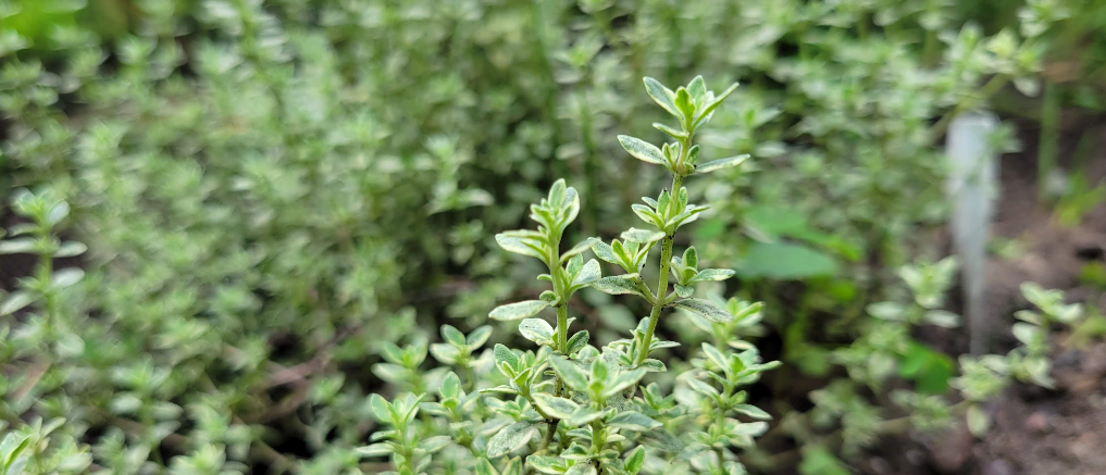 Silver thyme close-up
