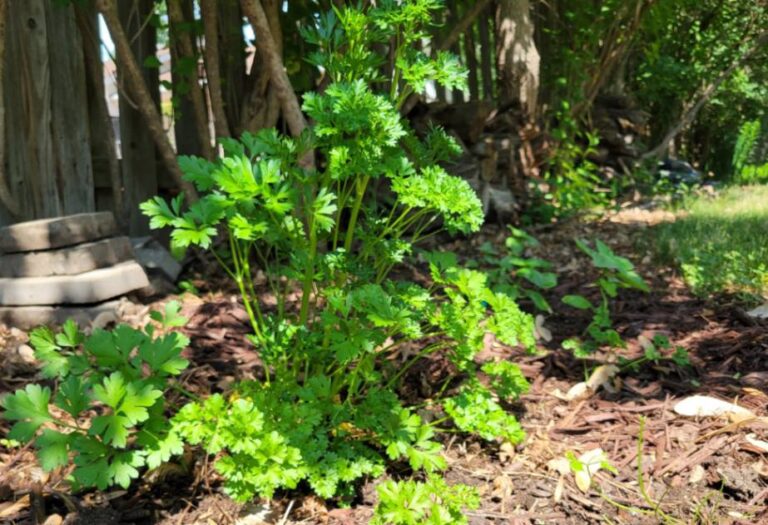 Parsley in shade