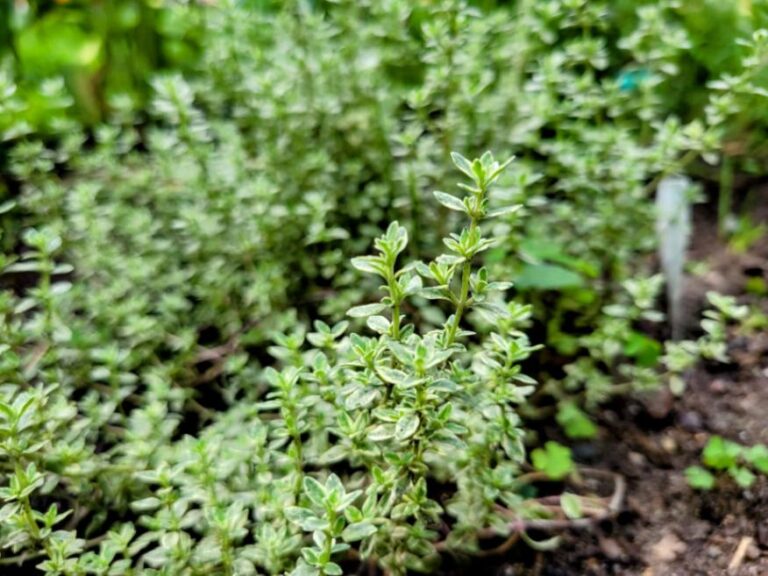 thyme - close up