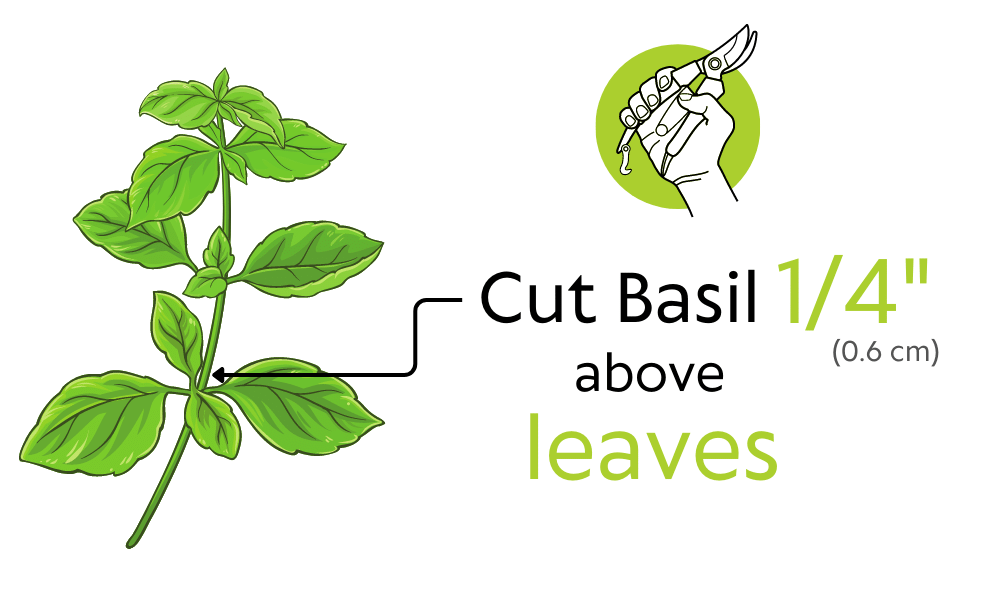 Cut basil one quarter inch (0.6 cm) above leaves - illustration