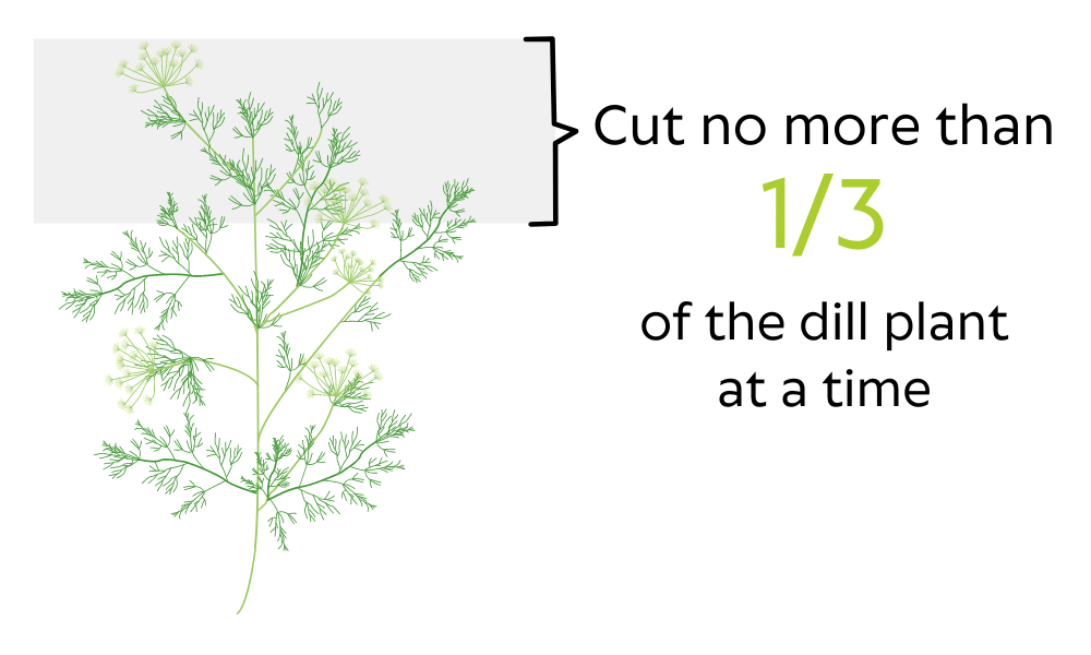 Cut no more than 1/3 of the dill plant at a time