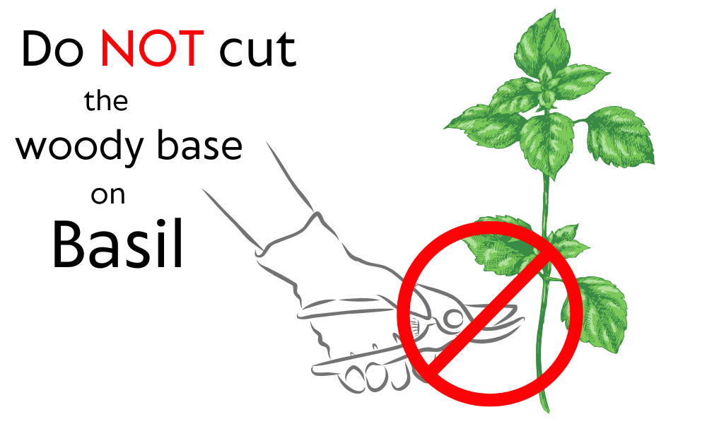 Do NOT cut the woody base on basil - illustration