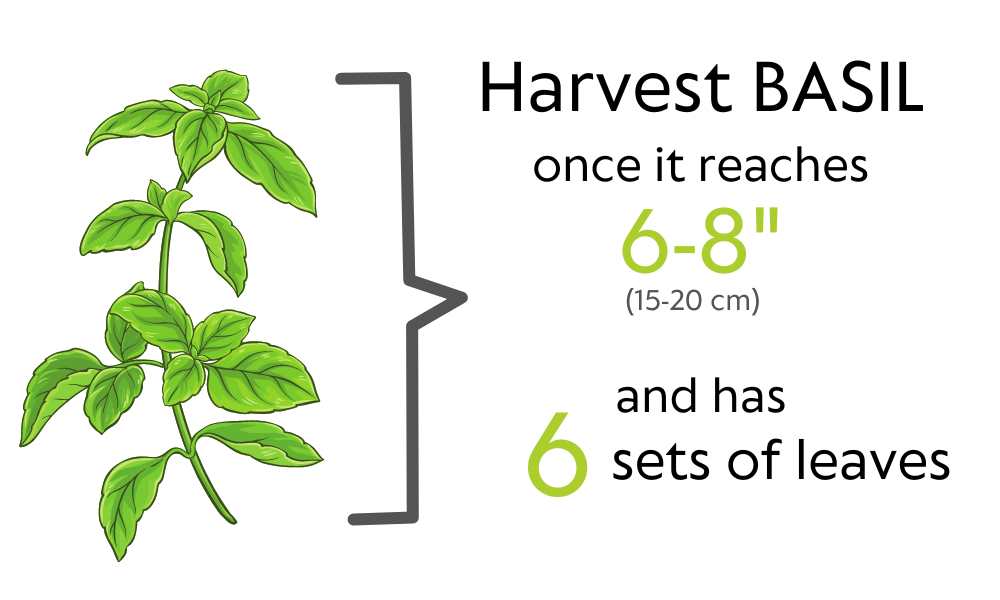 Harvest Basil once it reaches 6 to 8 inches and has 6 sets of leaves - illustration