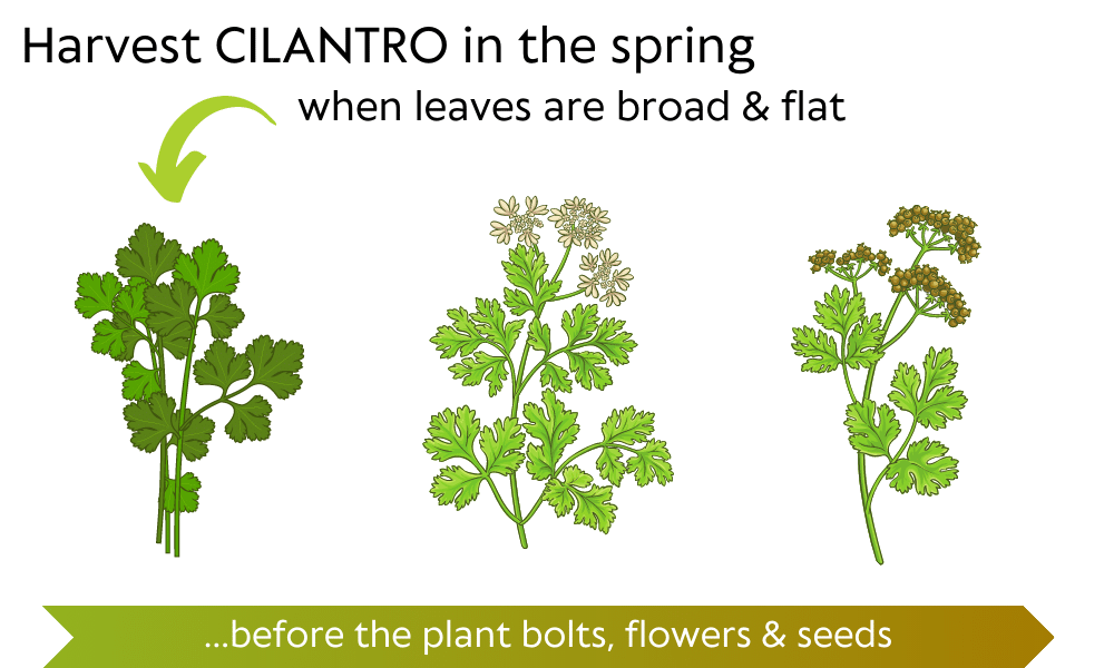 Harvest cilantro in spring when leaves are broad and flat - before it bolts, flowers and seeds - illustration