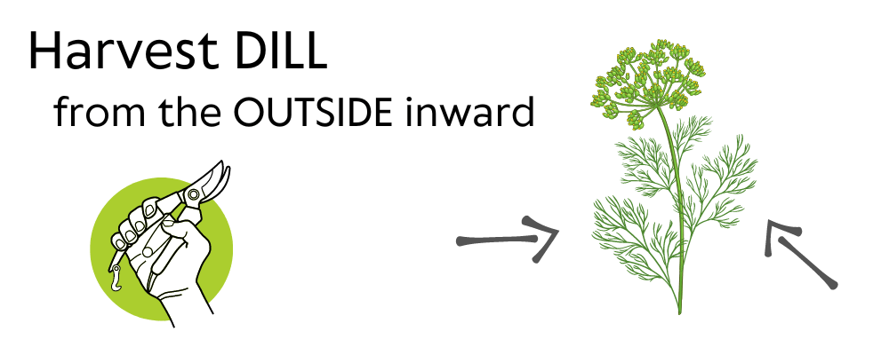 Harvest Dill from the Outside inward - illustration