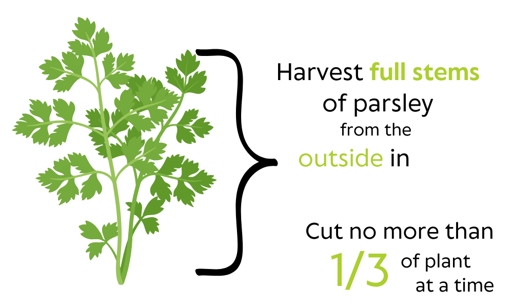 Harvest full stems of parsley from the outside in - illustration -- cut no more than on third of plant at a time