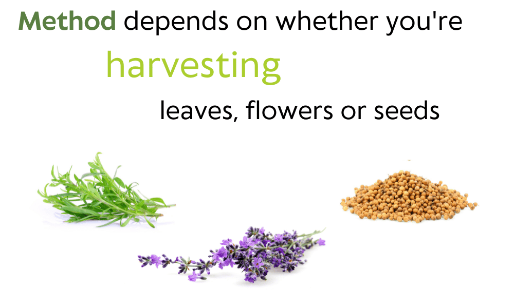 Method depends on whether you're harvesting leaves, flowers or seeds