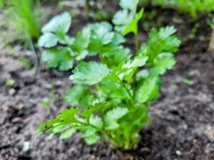 Young cilantro