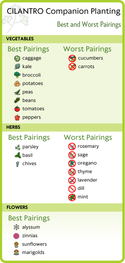 Cilantro Companion Planting Chart - best and worst pairings