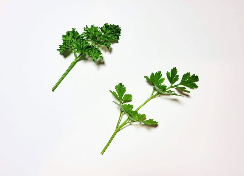 Curly leaf vs flat-leaf parsley - leaf comparison
