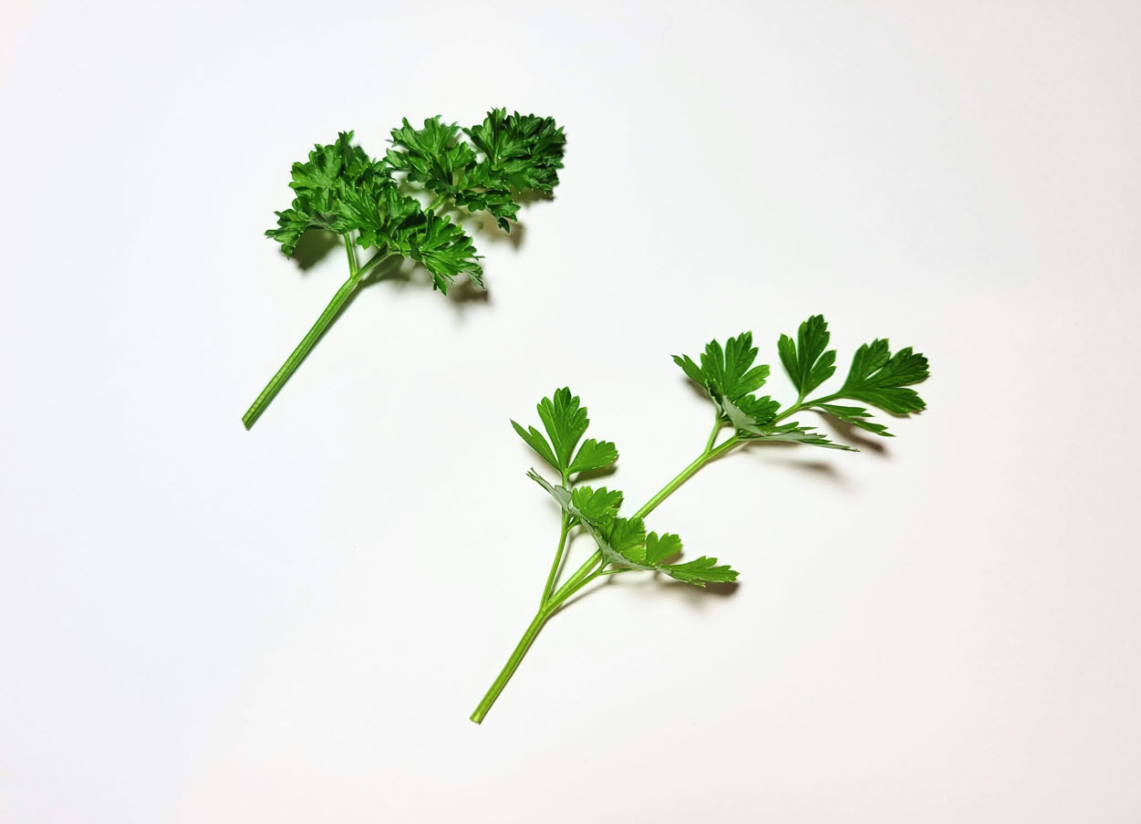 Parsley A Comprehensive Guide Curly Leaf Vs Flat Leaf Parsley Leaf Comparison