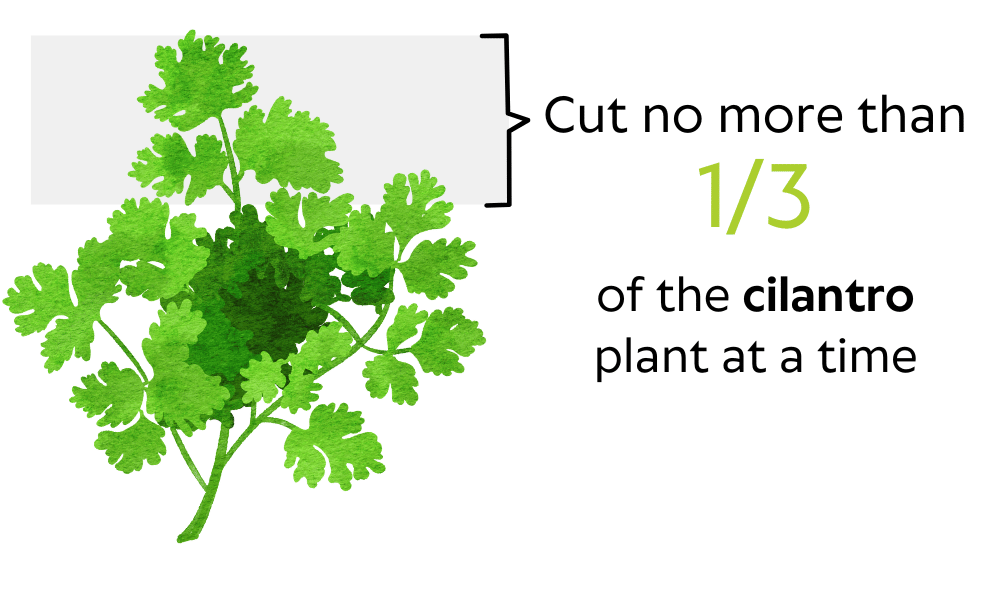 Cut no more than one third of the cilantro plant at a time