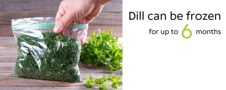 Harvesting Dill: Proven Techniques to Preserve Freshness