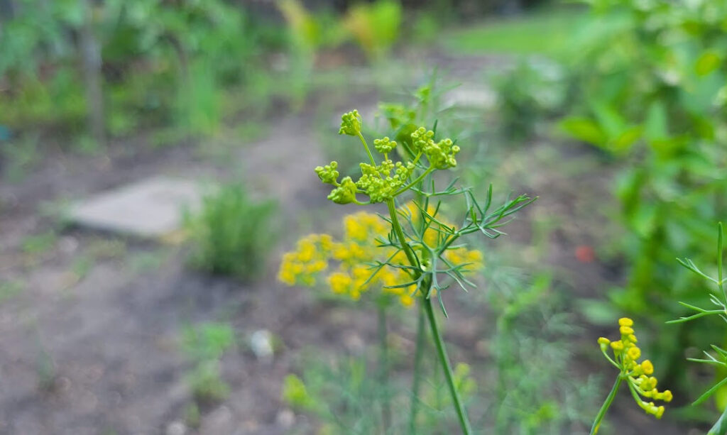 Dill close-up in garden
