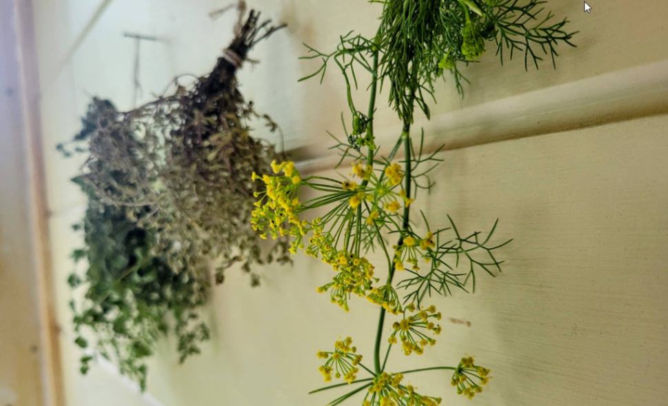 Drying dill - hanging upside down