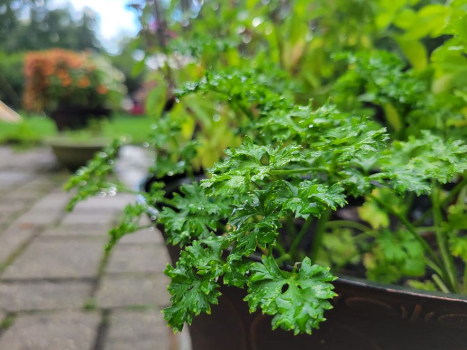 Close-up of parsley in container on patio