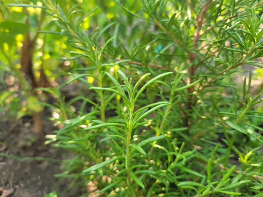 How to harvest rosemary