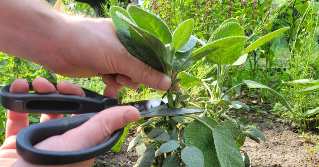 Harvesting sage with scissors, 4-6 inches from tip of stem