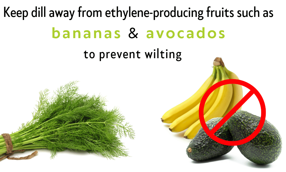 Keep dill away from ethylene-producing fruits such as bananas and avocados to prevent wilting